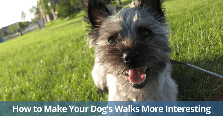 How to make your dog's walks more interesting