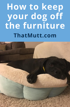 How to keep your dog off the furniture