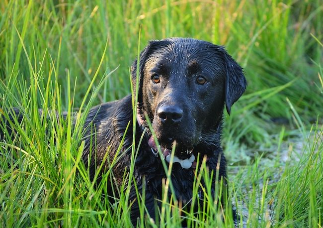 When is it safe to start running with a Lab puppy?