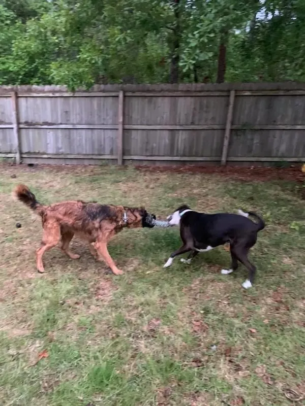 Tug of war with dogs