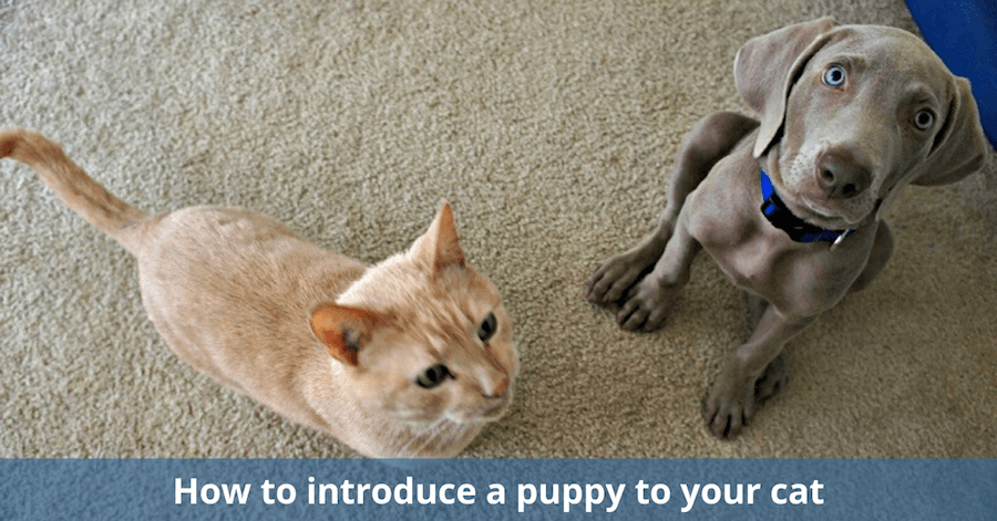 How to introduce a puppy to your cat