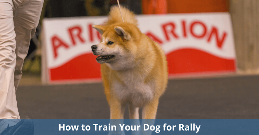 How to train your dog for rally obedience