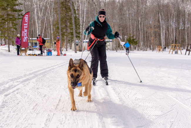 Skiing with dogs