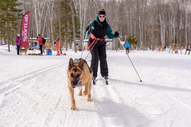 Skiing with dogs