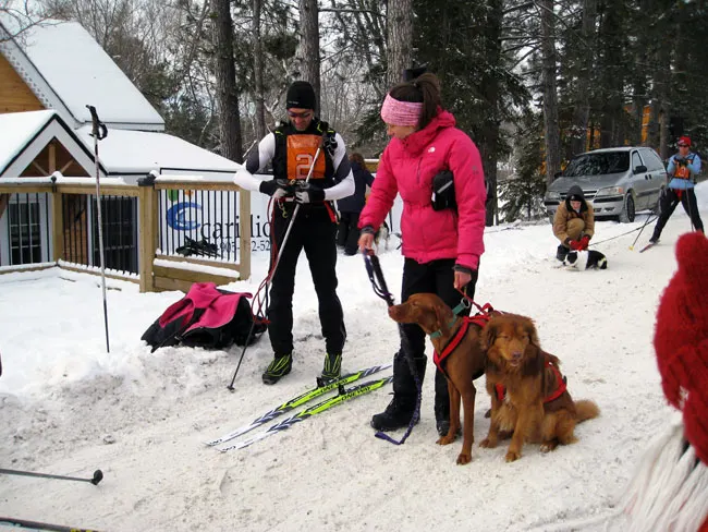 Ski racing with dogs
