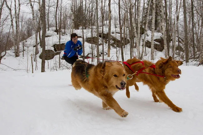 Skijoring with two dogs