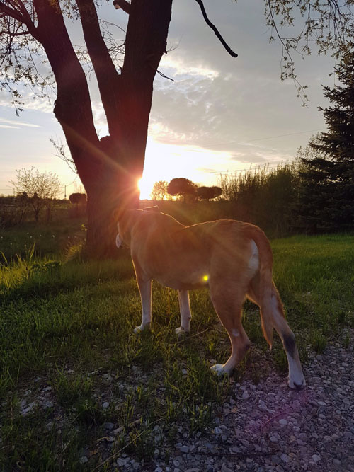 Baxter at sunset, emotional rollercoaster after a dog dies