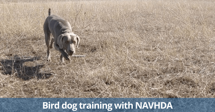 First NAVHDA training day