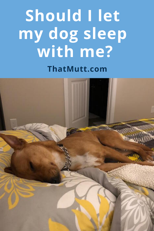 Should I let my dog sleep with me?