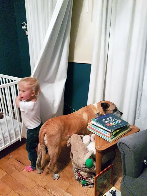 Dog and toddler playing in curtains