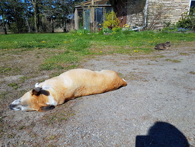 Dog lying on a driveway