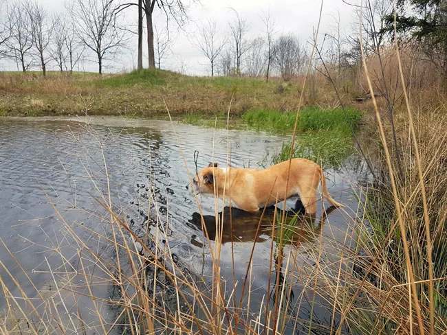 Dog wading into a pond