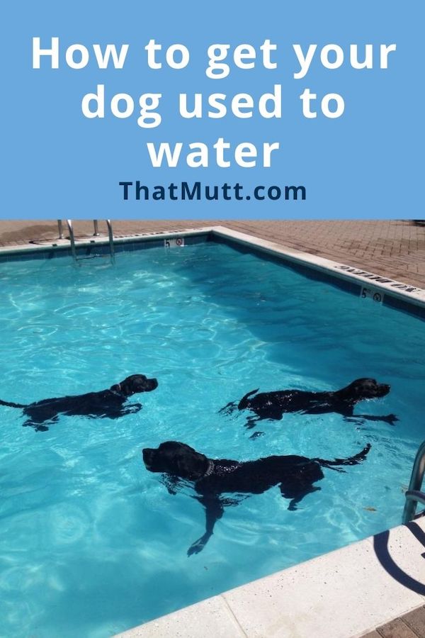 How to get your dog used to water
