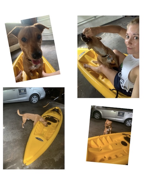 How to get your dog used to a kayak