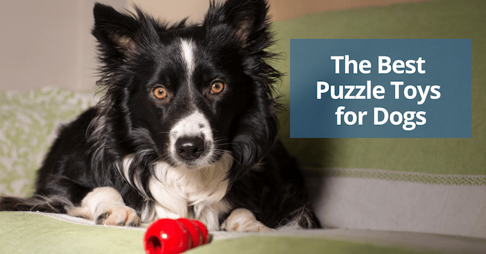 Review: The Paw5 Snuffle Mat is Still Our Favorite Puzzle Toy for Dogs