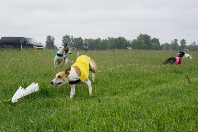 Lure coursing introduction