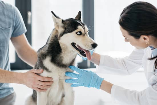 Ideas if your dog is aggressive at the vet