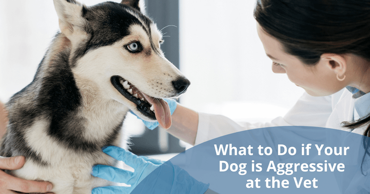 My Dog is Aggressive at the Vet - What to Do? - ThatMutt.com