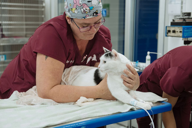 Cat at the veterinary specialty hospital