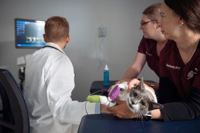 Cat at the vet at a veterinary specialty hospital