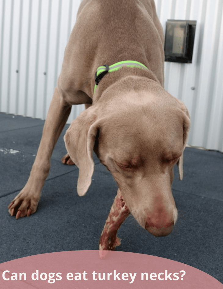 Can Dogs Eat Raw Turkey Necks