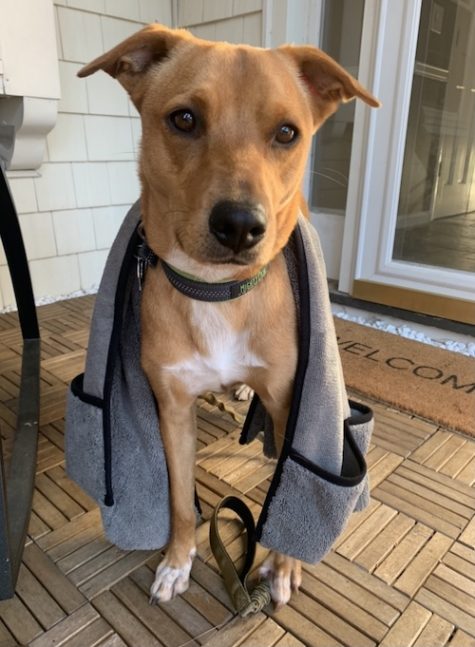 Wally with the Norwex pet towel