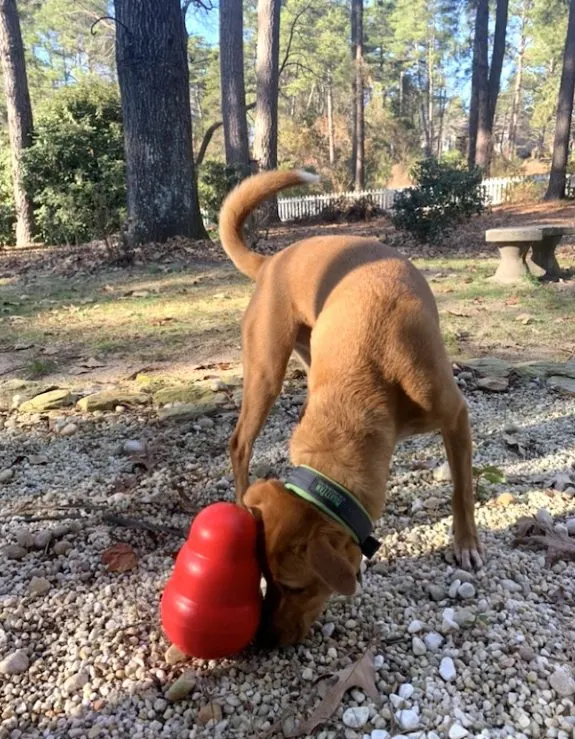 Wally with the Kong Wobbler