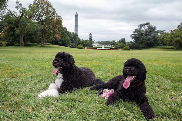 White House dogs Bo and Sunny