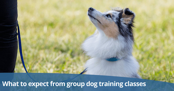 Group dog training classes