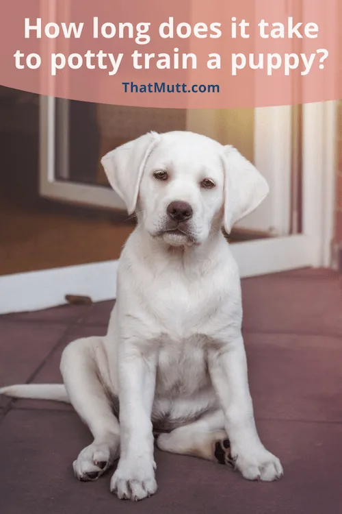 Zwijgend beddengoed vis How Long Does it Take to Potty Train a Puppy? - That Mutt