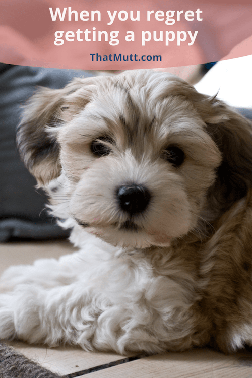 Puppy Blues When You Regret Getting a Puppy or Dog