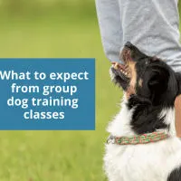 What to expect from group dog training classes