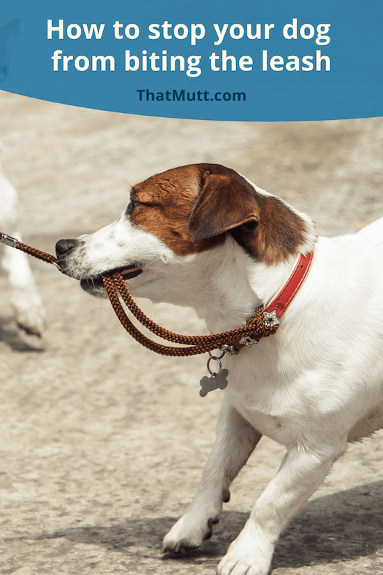 What to do when your dog bites the leash