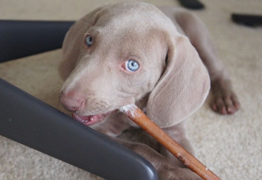 Stop a puppy from biting by providing bully sticks