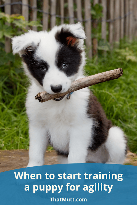 When to train a puppy for agility