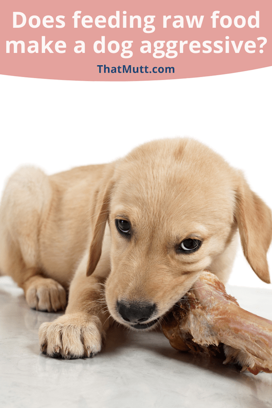 Will raw meat make my dog aggressive?