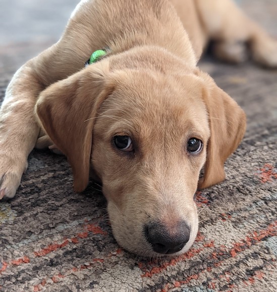 Yellow lab puppy lying down on carpet