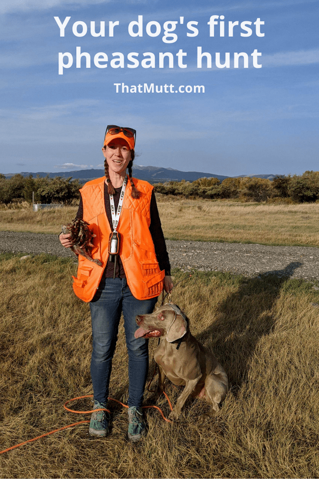 Weimaraner dog's first pheasant hunt
