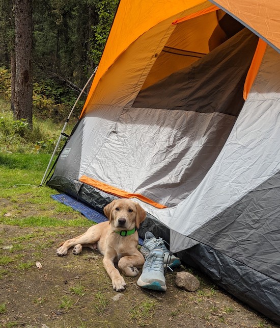 Lab puppy camping 1