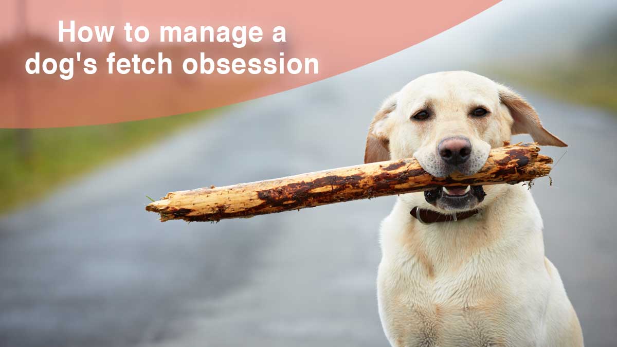 How to Manage A Dog Obsessed With Ball - ThatMutt.com