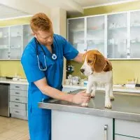 How often should I take my dog to the vet
