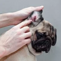 How to treat dog ear infection without vet