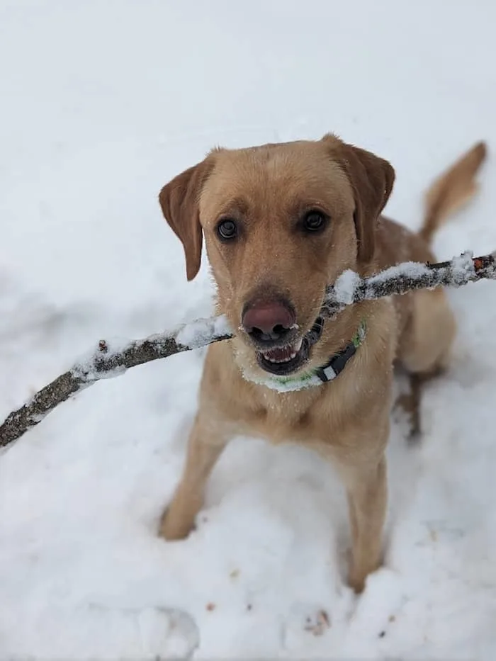 Yellow, Lab, Rip sitting in the snow with a stick in his mouth.