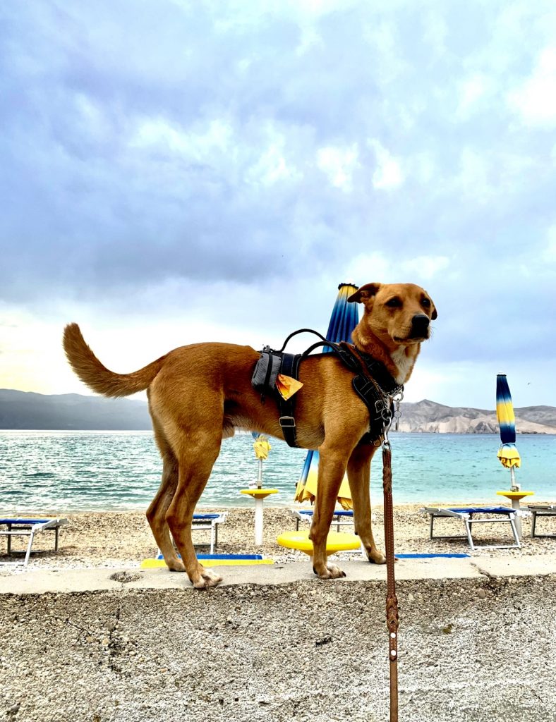 Regal Dog poses on the beach
