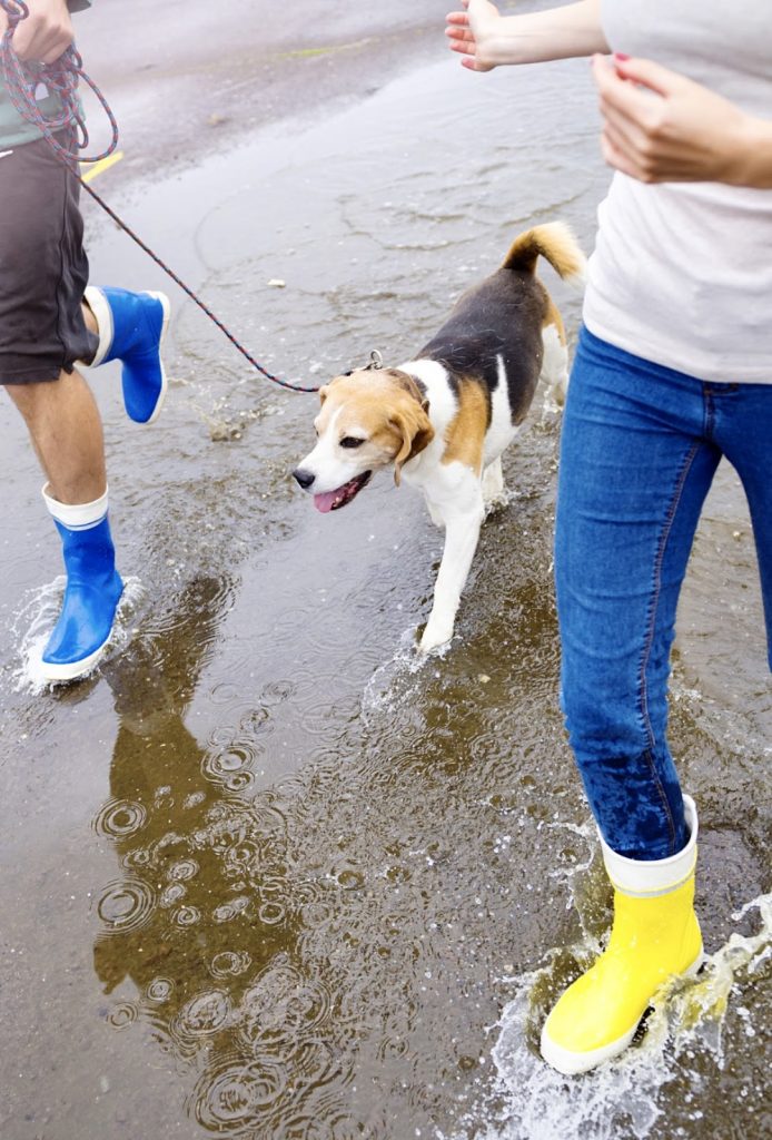 Beagle walking in puddle in the rain.