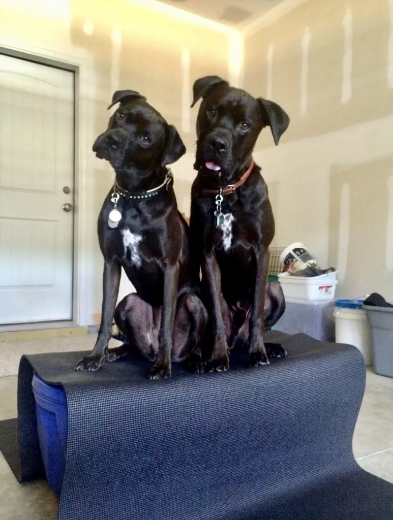 2 black mixed breed dogs sitting on a box.