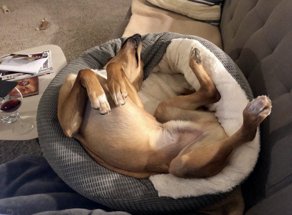Dog curled up in his dog bed.