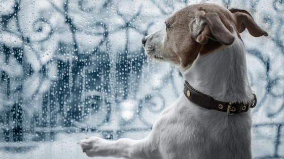 dog staring out window at the rain