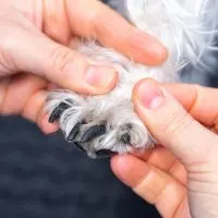 dog nail separated from quick