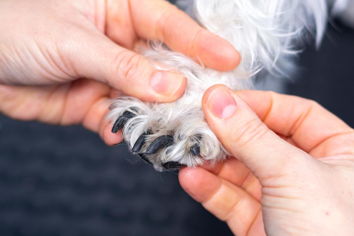 How to Care for Your Dog's Broken or Cracked Toenail - Embrace Pet Insurance